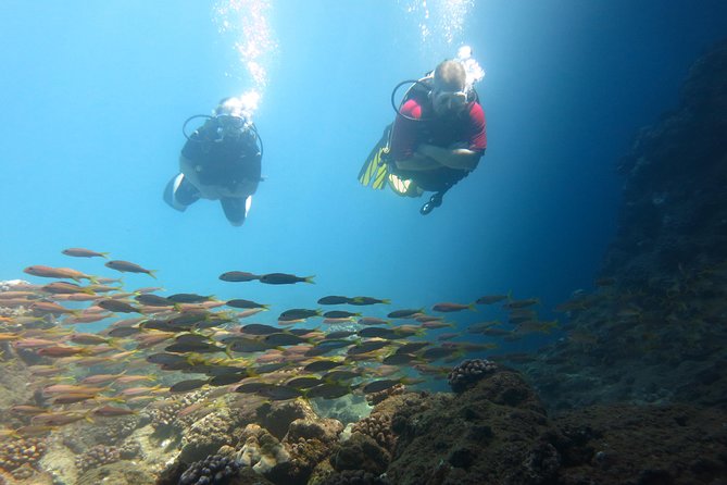 Intro to Scuba Diving in Kaanapali - Meeting Point and Timing