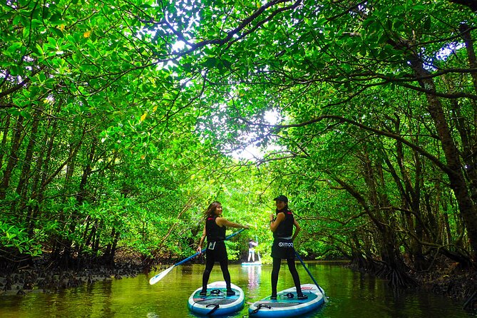 Iriomote Sup/Canoe in a World Heritage&Limestone Cave Exploration - Guided SUP and Canoe Excursion