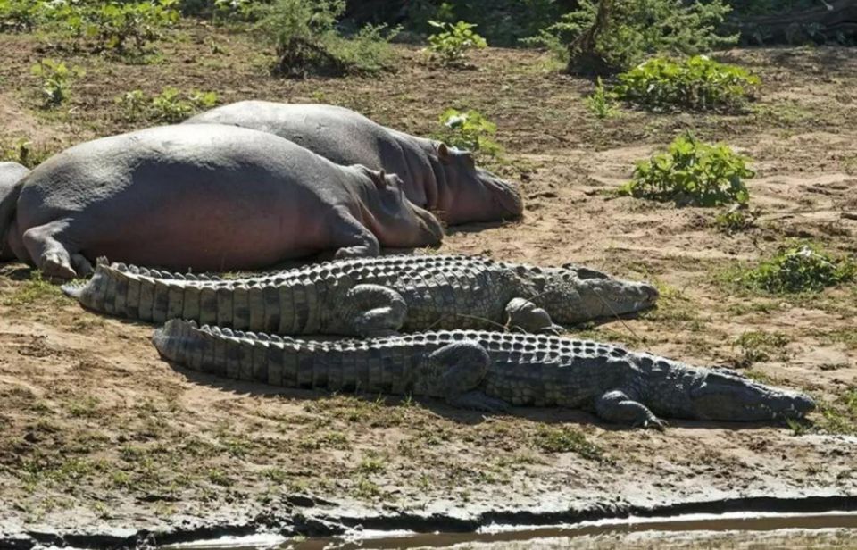 Isimangaliso Wetlands Park Full Day Tour From Durban - Key Details