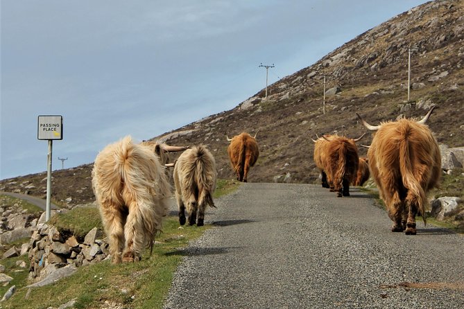 Isle of Harris Small-Group Driving Tour  - The Scottish Highlands - Safety Guidelines