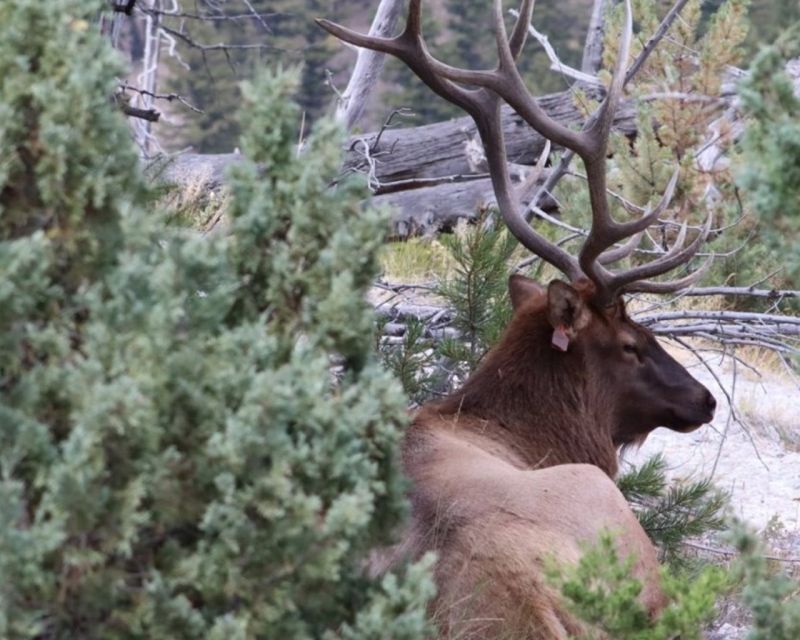 Jackson Hole:Guided Tours of Yellowstone Park & Teton 3-Days - Inclusions