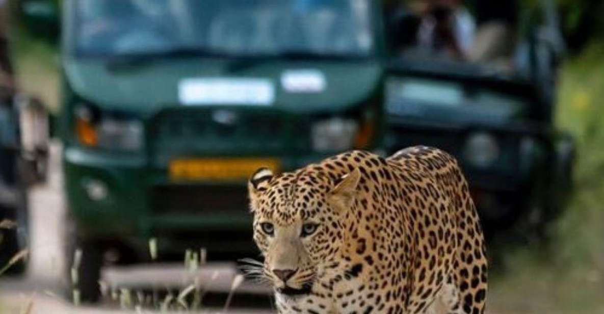 Jaipur: Jhalana Leopard Safari Private Tour - Free Cancellation Policy