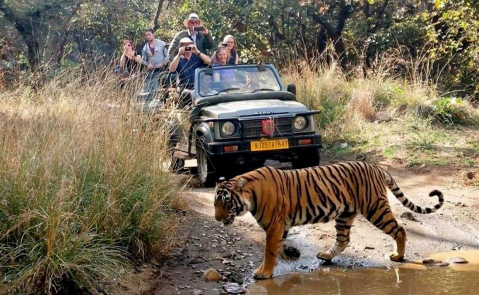 Jaipur: Ranthambore Private Guided Tour With Cab - Helpful Information for Travelers