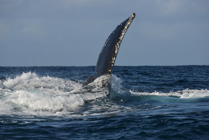 Jervis Bay Whale Watching Tour - Booking Information and Pricing