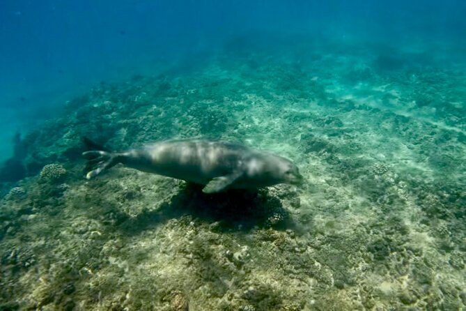 Jet Snorkeling in Turtle, Dolphin and Monk Seal Bay - Additional Information and Details