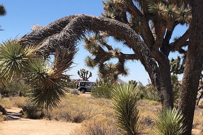 Joshua Tree National Park Driving Tour - Customer Reviews Overview