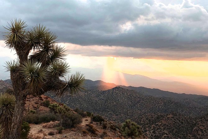 Joshua Tree National Park Scenic Tour - Tour Highlights and Expectations