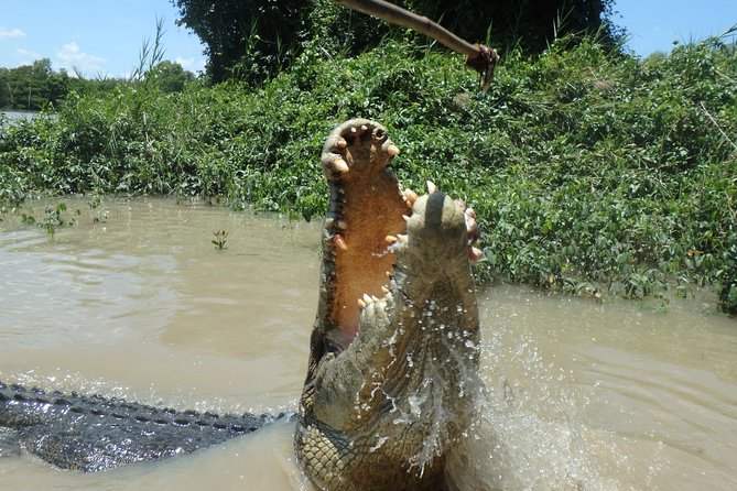 Jumping Crocodile Cruise With Lunch - Crocodile Behavior