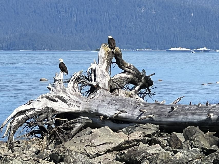 Juneau: Rainforest Photo Safari on a Segway - Customer Reviews