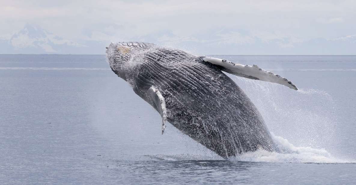 Juneau: Whale Watching and Wildlife Cruise With Local Guide - Contact Information
