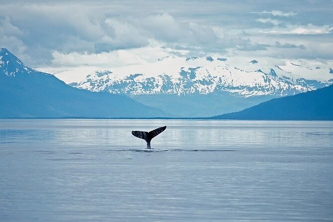 Juneau Wildlife Whale Watching & Mendenhall Glacier - Overall Highlights