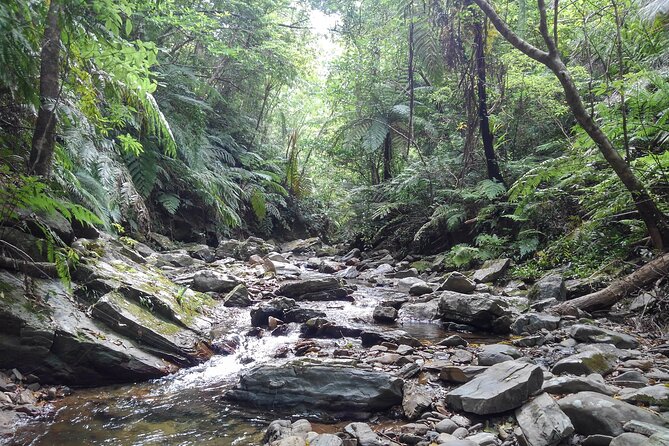 Jungle River Trek: Private Tour in Yanbaru, North Okinawa - Tour Expectations