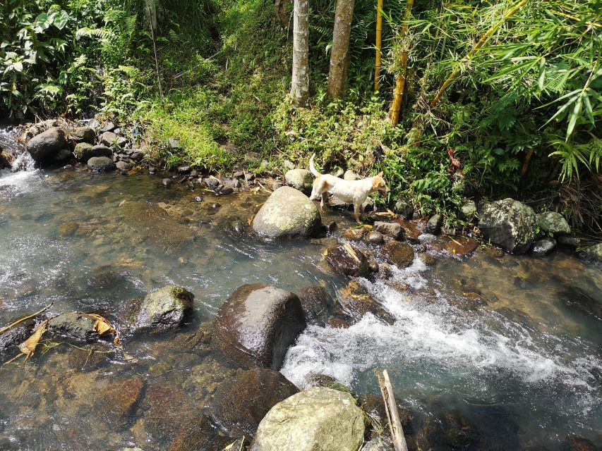 Jungle Trekking at Mt. Batukaru, Scenic Waterfall & Village - Logistical Information