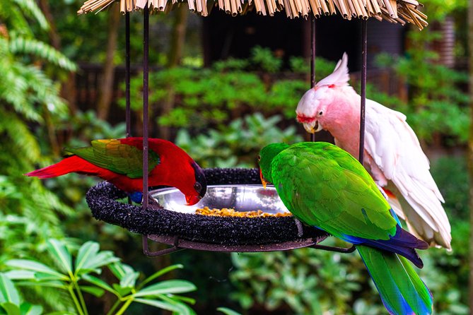 Jurong Bird Park Bird Photography - Professional Photographer Facilitator