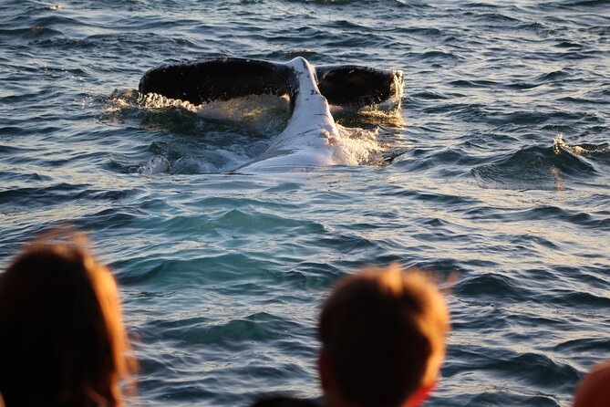 Kalbarri Whale Watching Tour - Pricing Details