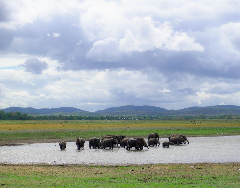 Kaudulla National Park Half Day Sri Lanka Jeep Safari - Wildlife Encounters at Kaudulla National Park