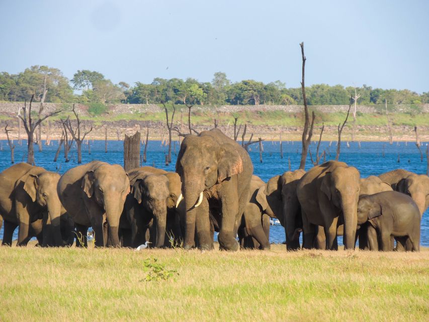 Kaudulla National Park: Private Safari - Wildlife Encounters