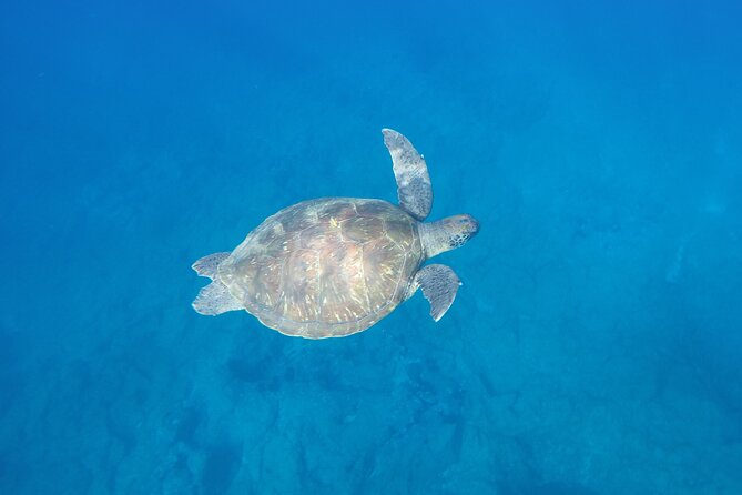 Kayak Route Along the Volcanic Coast in Tenerife South With Snorkeling - Summary