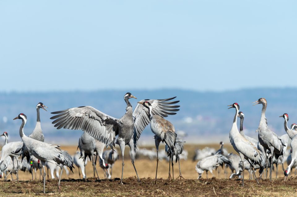 Keoladeo Bird Park Tour With One Way Transfer Jaipur to Agra - Agra Drop-off and Last Words