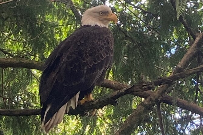 Ketchikan Sightseeing Tour With Saxman Native Village - Customer Reviews