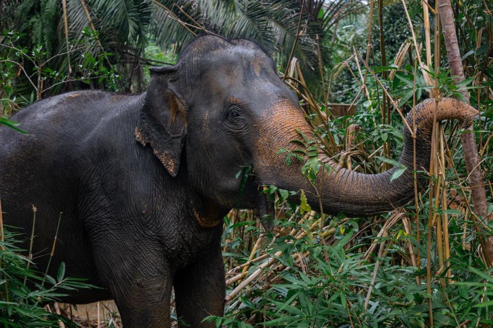 Khao Lak: All-Day Elephant Sanctuary Experience Small Groups - Activity Specifics