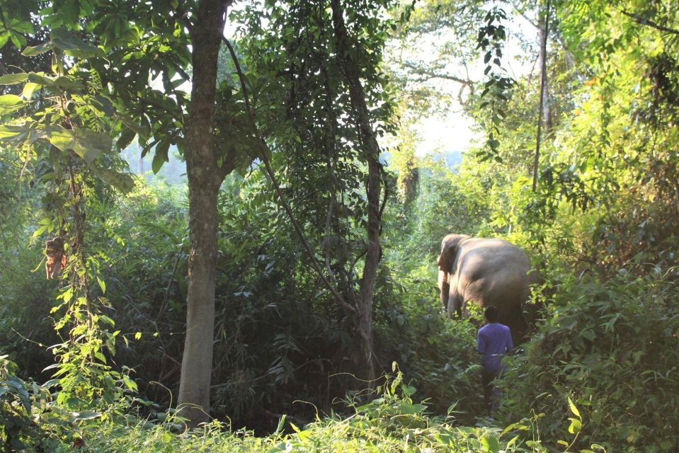 Khao Lak: Unique Dawn Ethical Elephant Sanctuary Experience - Insight Into Elephant Welfare Practices