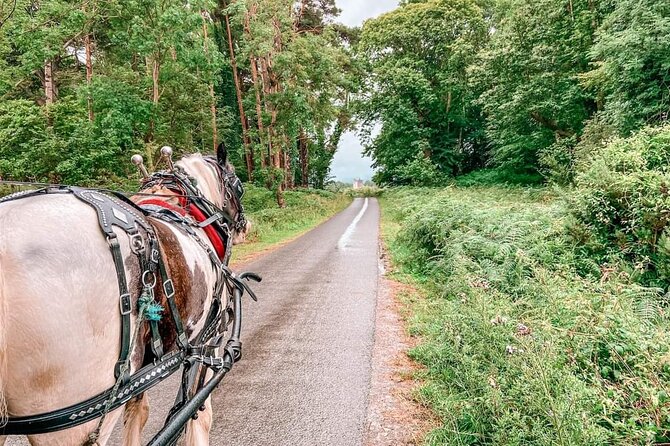 Killarney National Park Tour - Past Traveler Insights