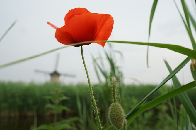 Kinderdijk Rainbow LGBTQIA Tour - Booking Details