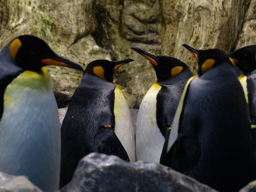 King Penguin & Tierra Del Fuego Tour - Pricing and Gift Options