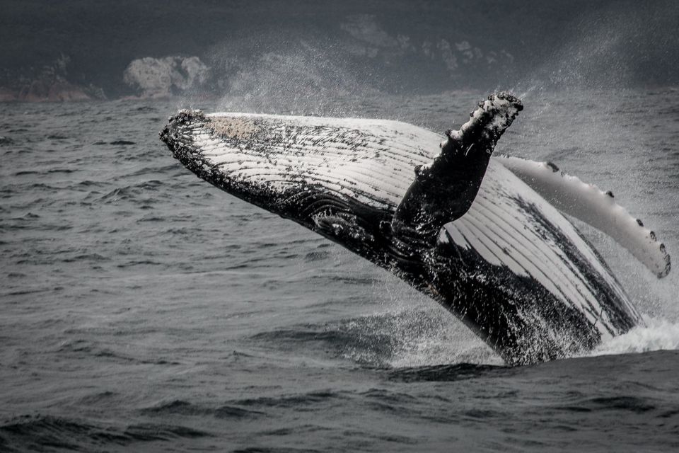 Knysna: Close Encounter Whale Watching Tour by Boat - Restrictions