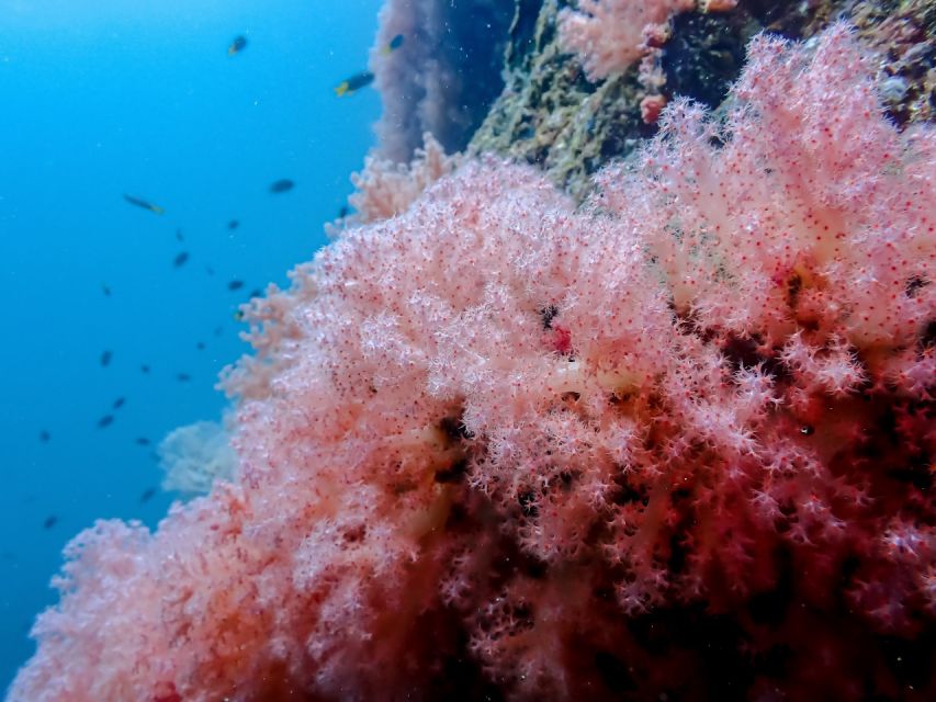 Ko Lanta: Private Snorkeling Tour at Ko Ma, Ko Ngai, Ko Mook - Booking Options