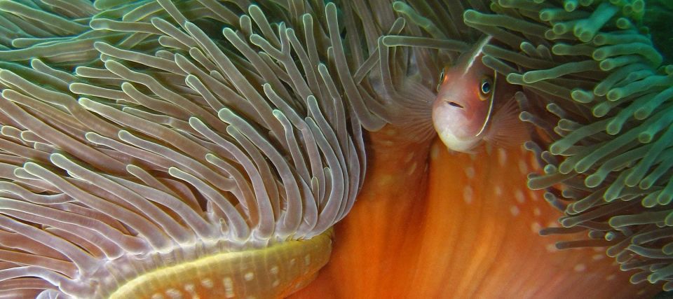 Koh Kood or Koh Rang: Snorkeling Day Trip With Buffet Lunch - Group Size and Logistics