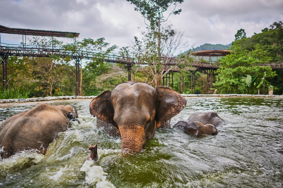 Koh Samui: Elephant Kingdom Sanctuary Half-Day Tour - Tour Highlights