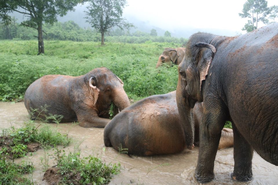 Koh Samui: Ethical Elephant Home Guided Tour With Transfers - Location and Activities