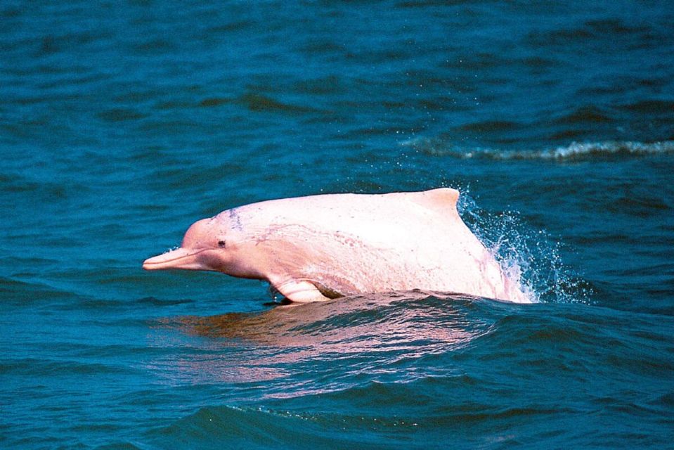Koh Samui: Pink Dolphin Spotting & Pig Island Speedboat Tour - Product Details
