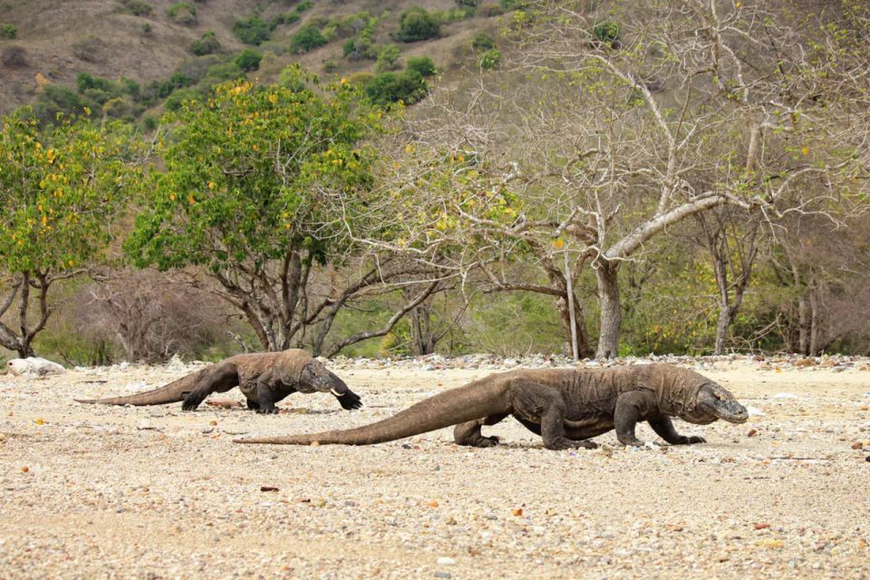 Komodo Island: Private Day Tour by Speedboat - Detailed Description