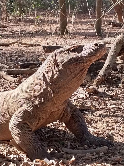 Komodo Island Tour 2Days 1Night - Key Highlights