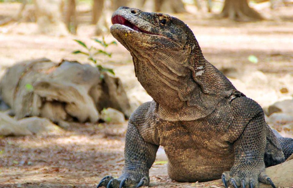 Komodo Island Tour: 3Days 2Nights - Helpful Tips and Guidelines