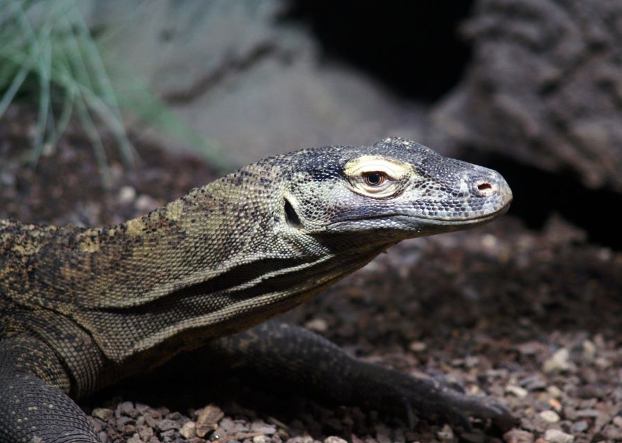 Komodo Islands: Private 2-Day Tour on a Wooden Boat - Included Meals and Booking Options