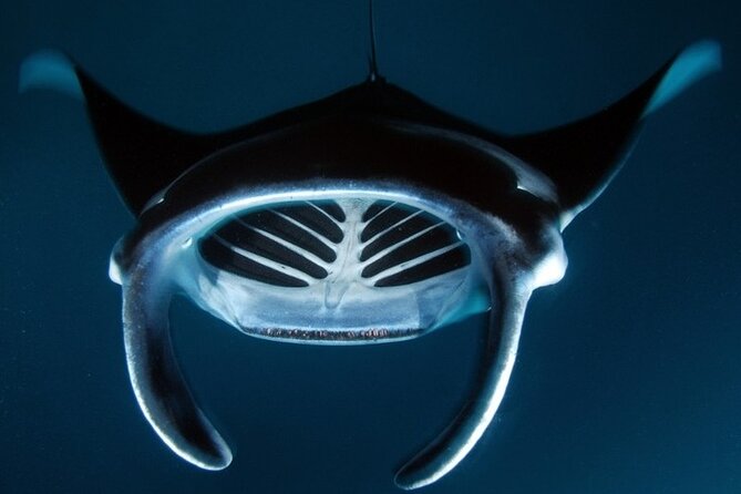 Kona Manta Ray Night Snorkel Adventure! Small Group - Additional Tips for a Memorable Experience