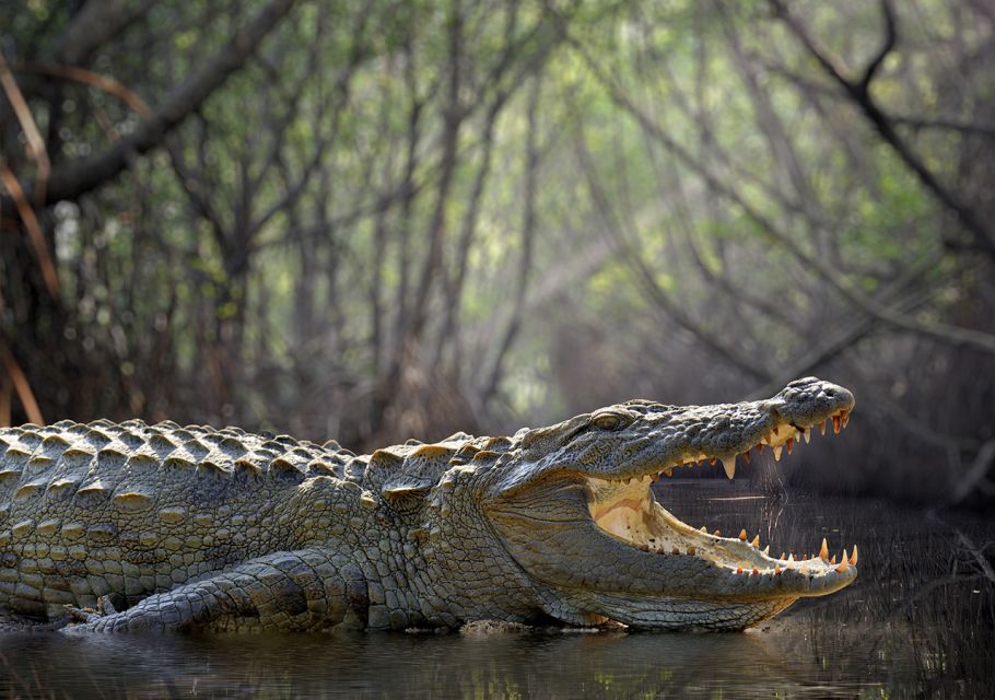 Kosgoda: Turtle Hatchery & Short South Coast Trip - Activity Details