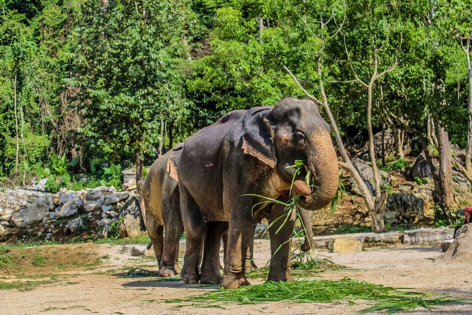 Krabi: Ao Nang Elephant Sanctuary Half-Day Tour - Reviews and Ratings