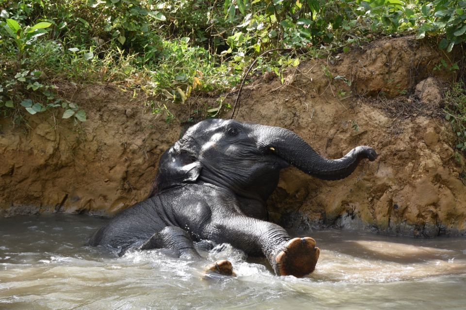 Krabi: Elephant Care House Guided Tour With Hotel Transfers - Elephant Interaction and Activities