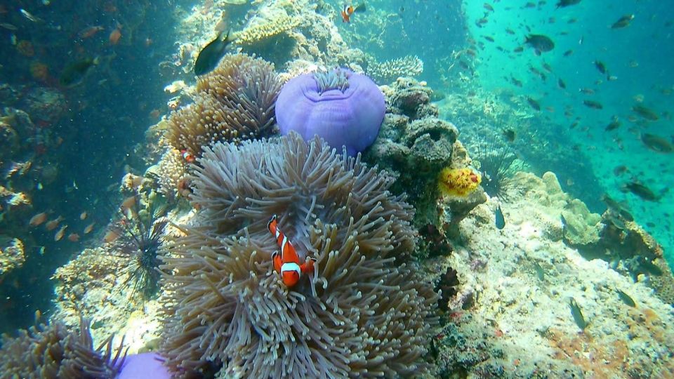 Krabi: Freediving and Snorkeling at Yawasam and Talu Island - Logistics and Additional Information