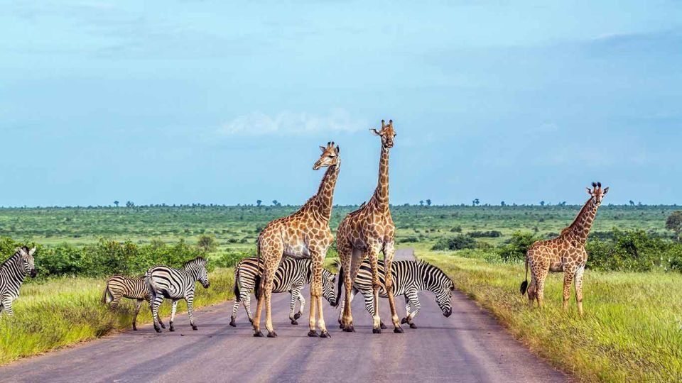 Kruger National Park 3 Days Best Ever Safari From Cape Town - Last Words