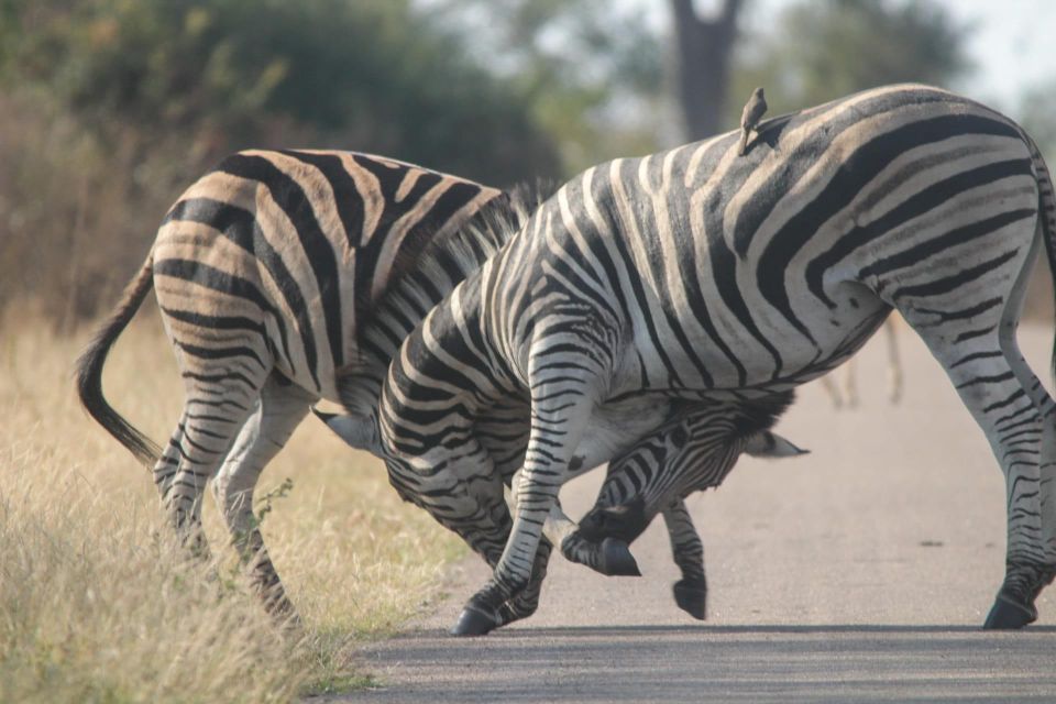 Kruger National Park Full-Day Safari - Wildlife Viewing and Safari Vehicles
