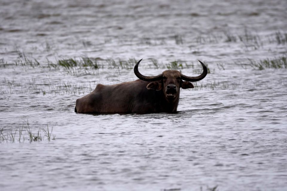 Kumana National Park Half Day Jeep Safari - Kumana National Park Overview