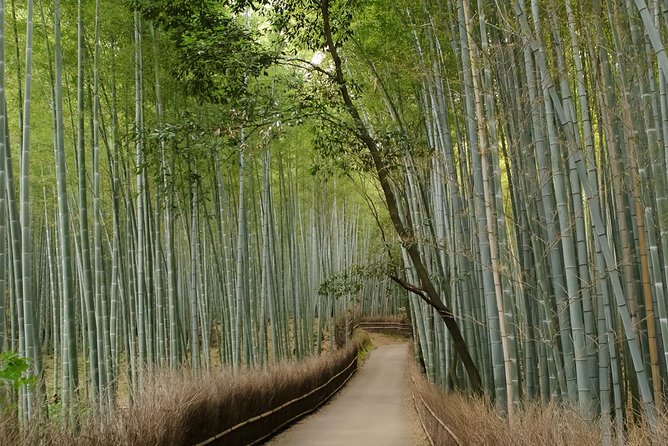 Kyoto Bamboo Forest Electric Bike Tour - Tour Guide Recognition