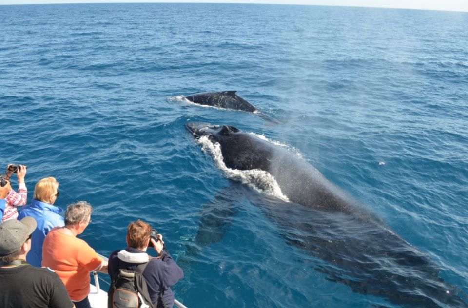 La Romana: Whale-Watching Cruise & Cayo Levantado Day Trip - Catalina Island Experience Details