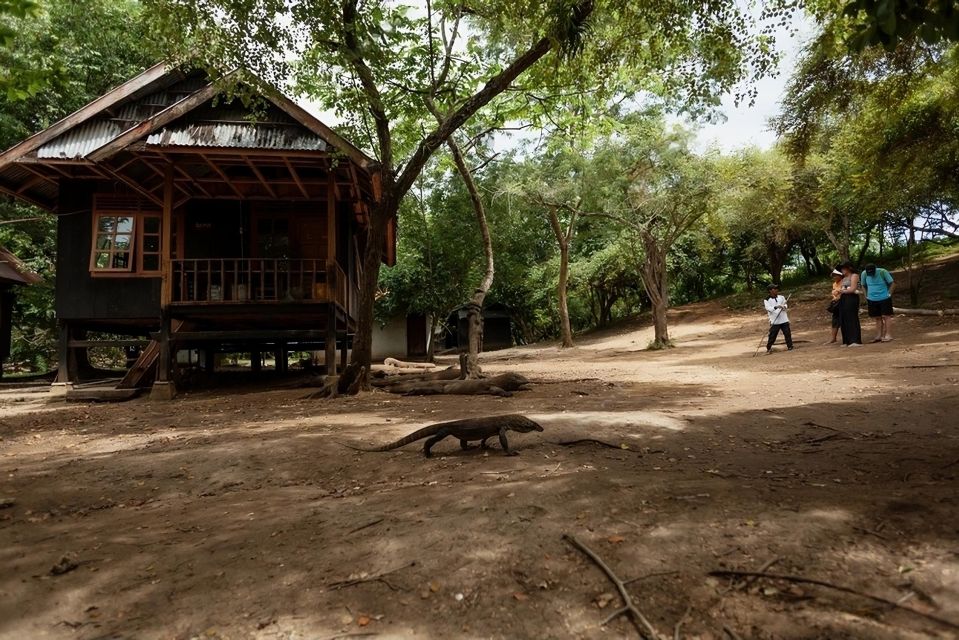 Labuan Bajo: a Day Tour of Komodo Island With 6 Destinations - Encounter With Komodo Dragons